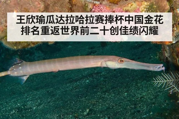 王欣瑜瓜达拉哈拉赛捧杯中国金花排名重返世界前二十创佳绩闪耀